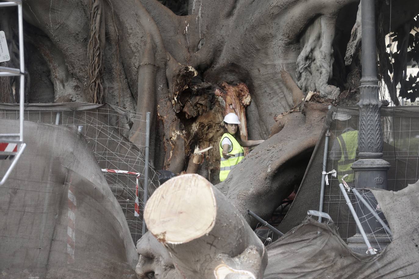 Fotos: Podan el ficus centenario del Parterre que se desplomó