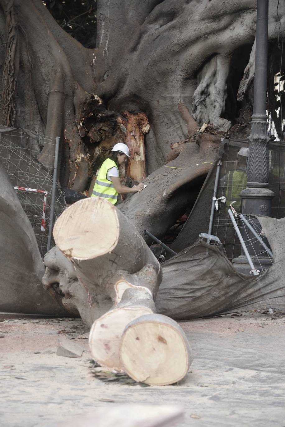 Fotos: Podan el ficus centenario del Parterre que se desplomó