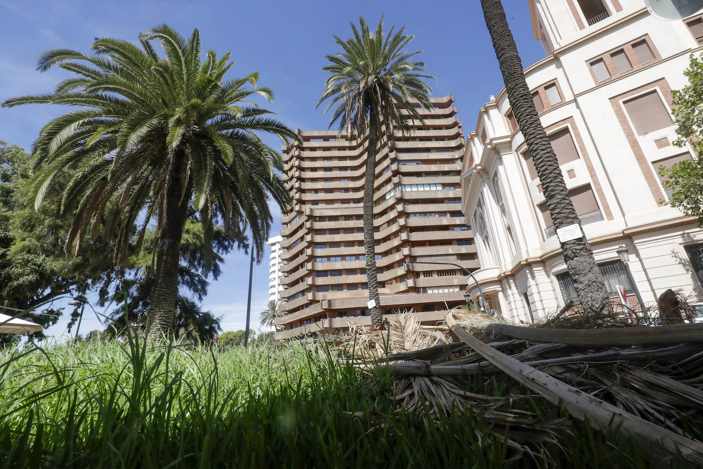 Fotos: Árboles monumentales de Valencia que pasan por el quirófano