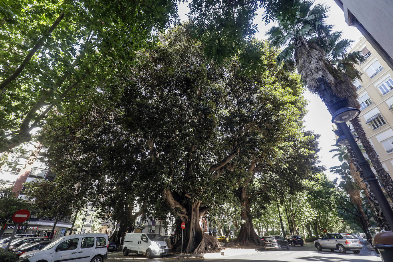 Fotos: Árboles monumentales de Valencia que pasan por el quirófano