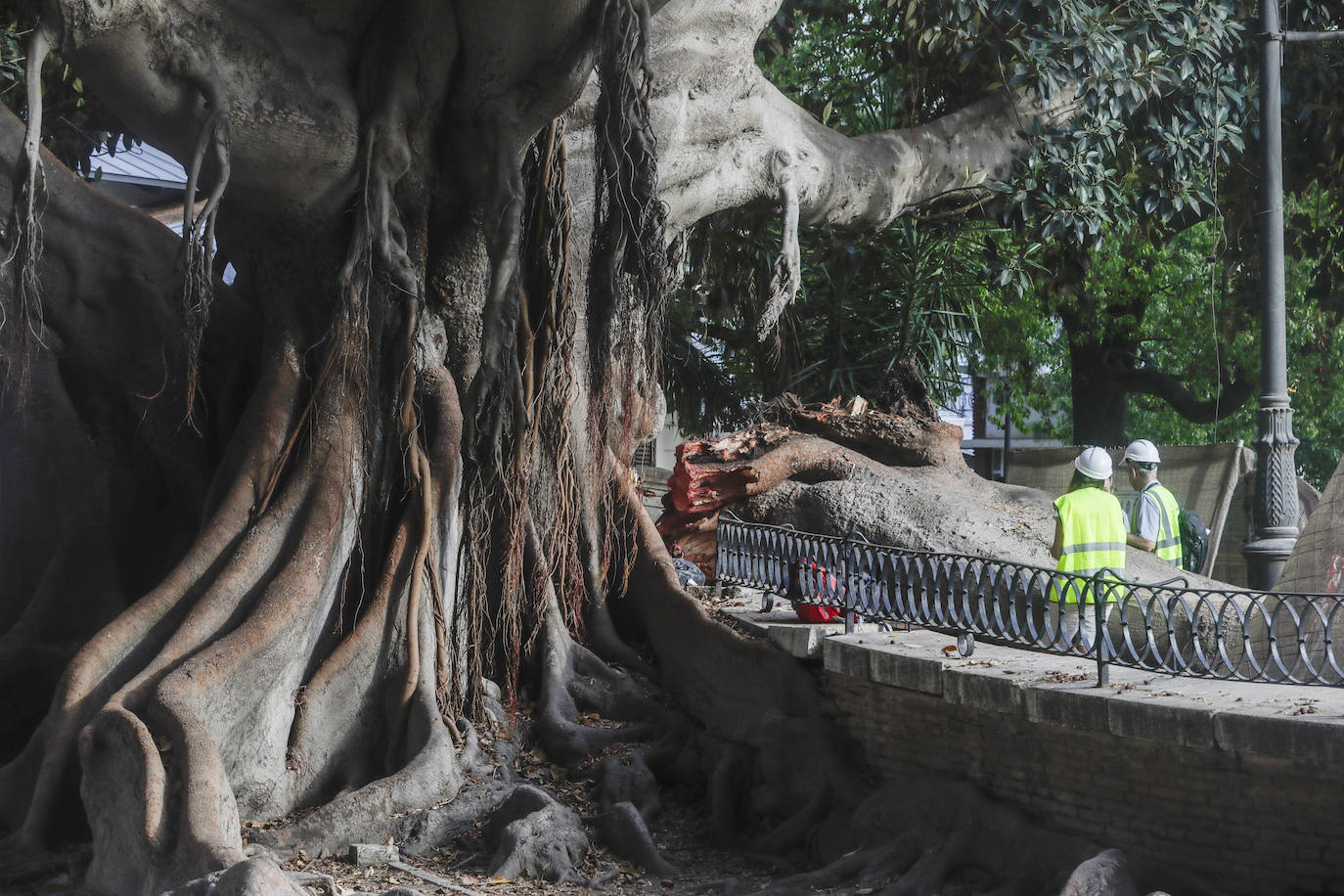 Fotos: Árboles monumentales de Valencia que pasan por el quirófano