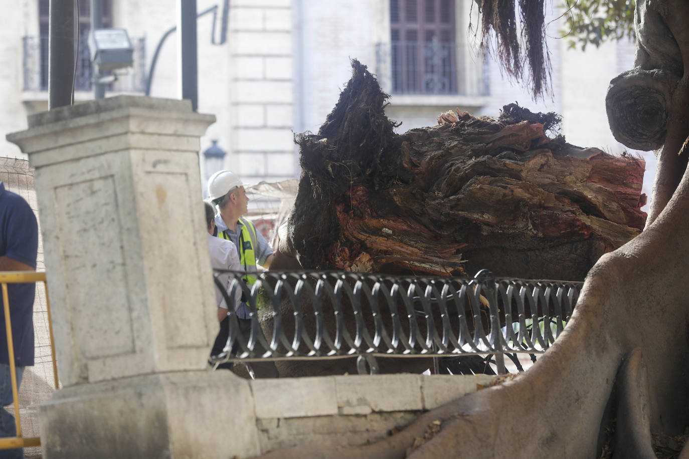 Fotos: Árboles monumentales de Valencia que pasan por el quirófano