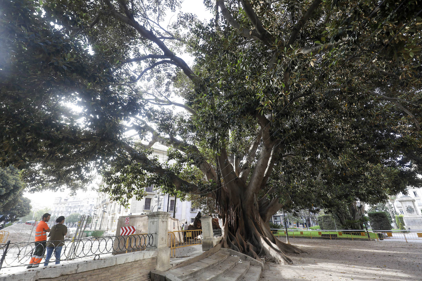 Fotos: Árboles monumentales de Valencia que pasan por el quirófano