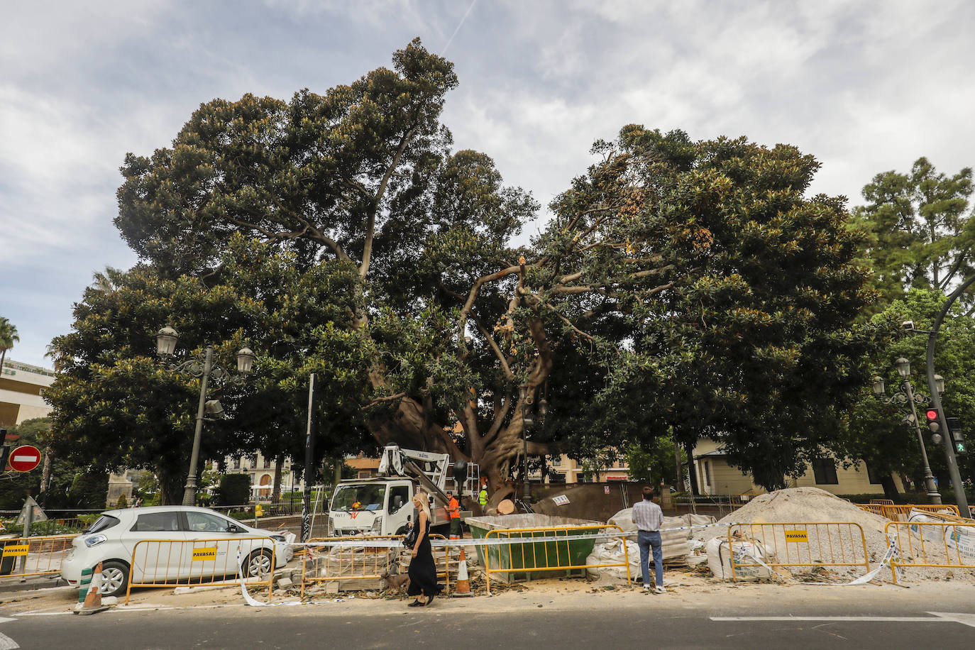 Fotos: Árboles monumentales de Valencia que pasan por el quirófano