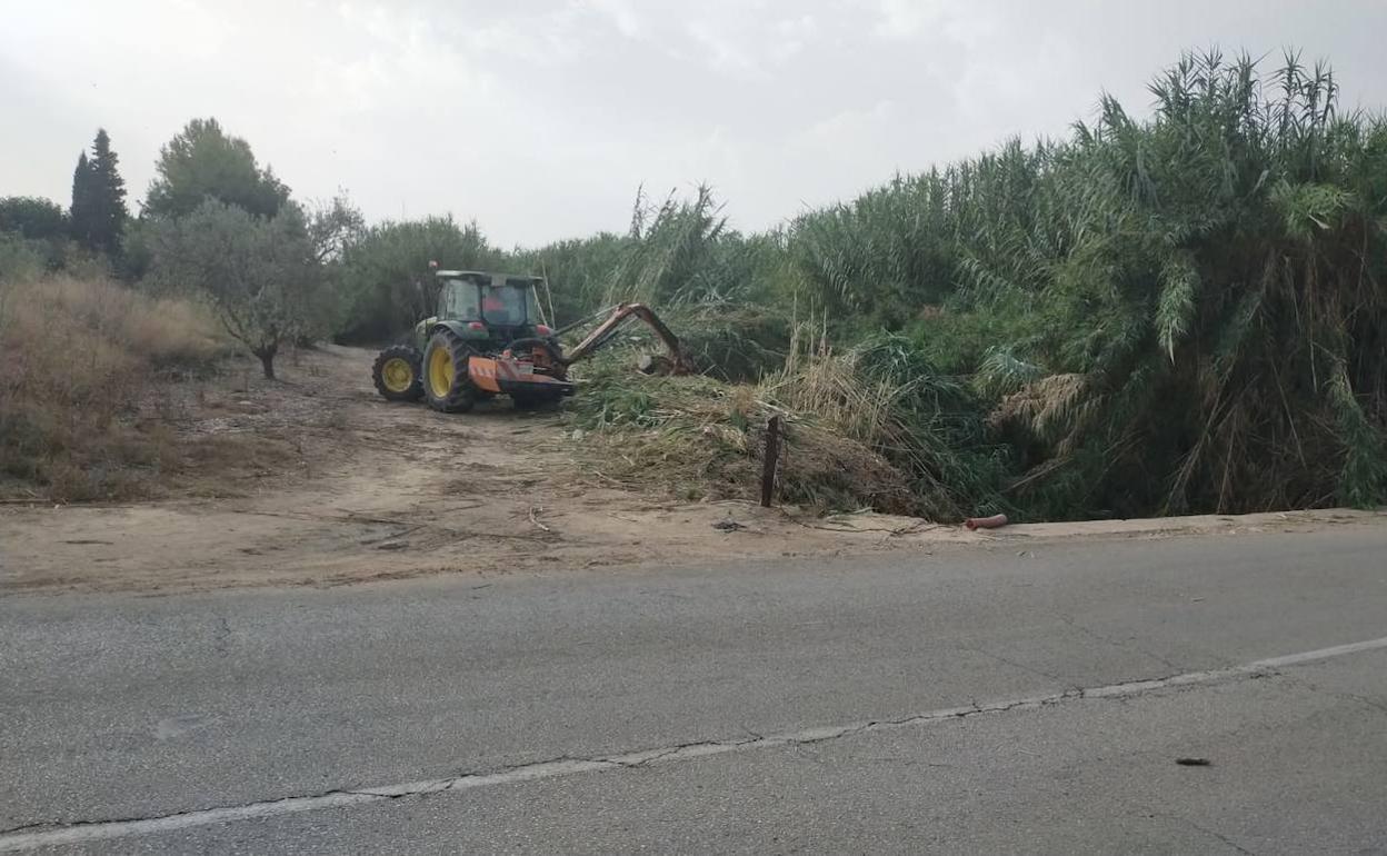 Un tractor elimina las cañas en la Pas del Camot. 