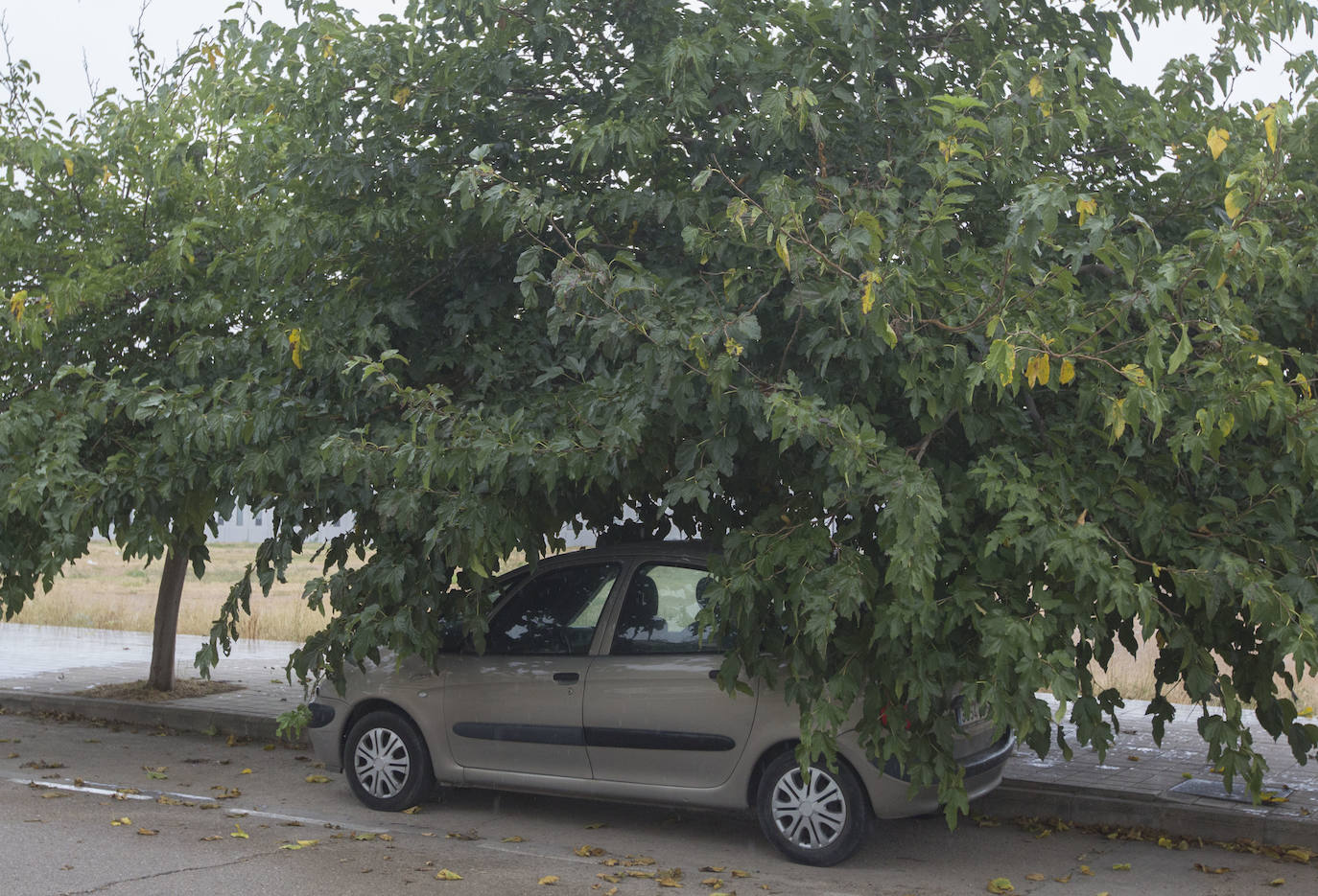 Así está Valencia: abandono evidente de las zonas ajardinadas