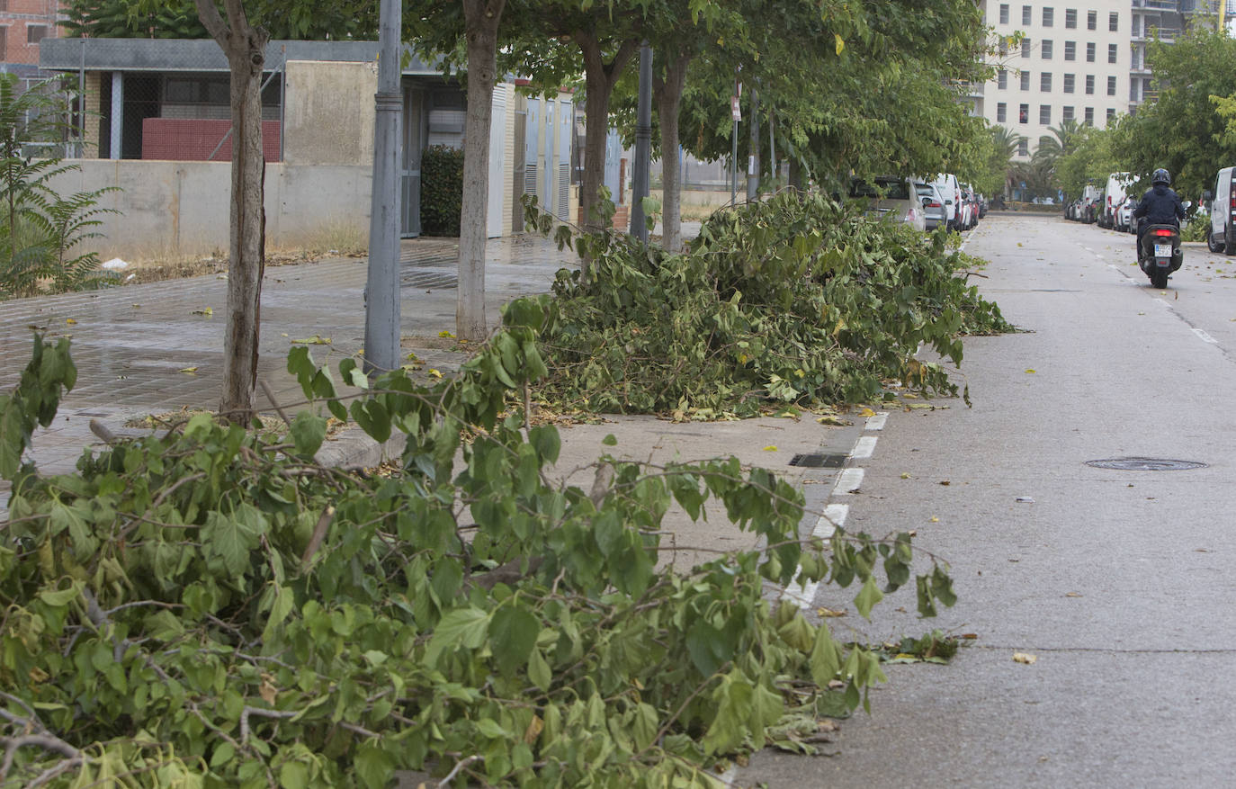 Así está Valencia: abandono evidente de las zonas ajardinadas