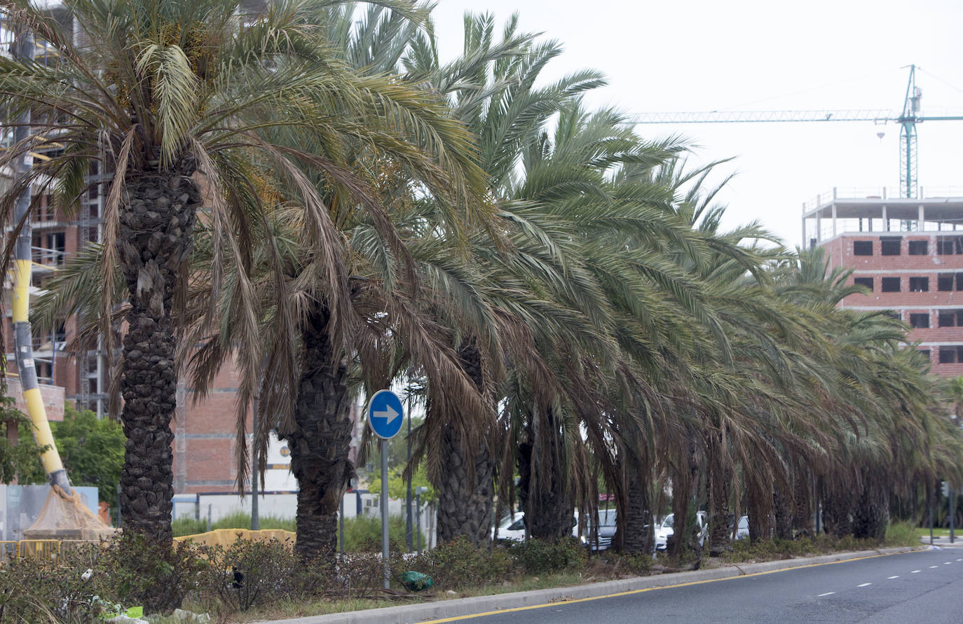 Así está Valencia: abandono evidente de las zonas ajardinadas