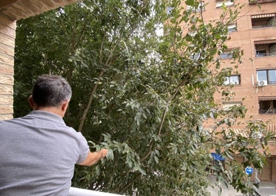 Imagen secundaria 1 - Ramas en las ventanas o balcones de casas de la calle Colón, Benimaclet o Jorge Juan. 