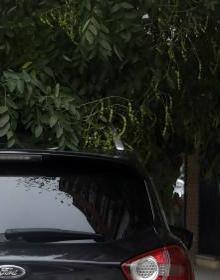 Imagen secundaria 2 - Ramas de melias en el barrio de Patraix, en la calle Enrique Granados y coche cubierto por un árbol en San Isidro. 