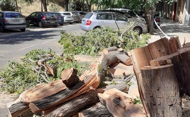 Árbol ya cortado, en la calle Gremis. 