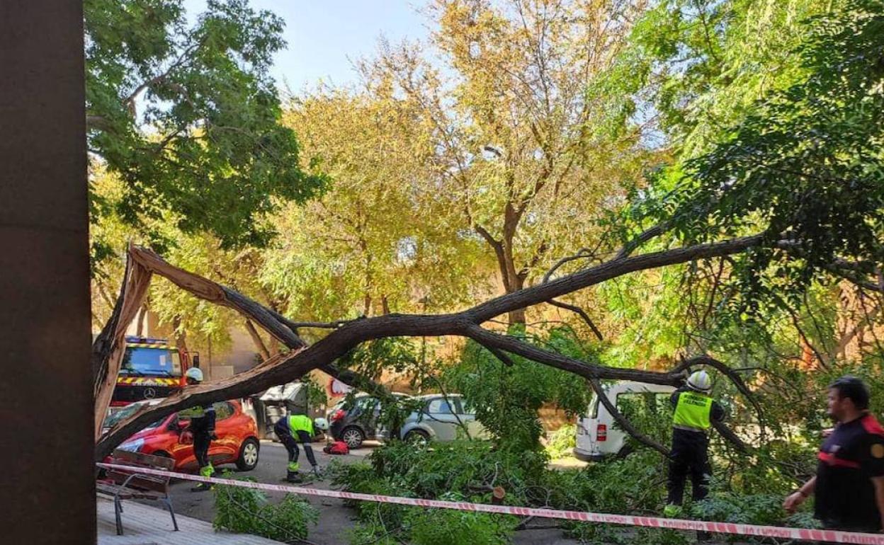 Valencia: cae otro árbol en la ciudad | La caída de un árbol causa daños en  tres vehículos en San Isidro | Las Provincias