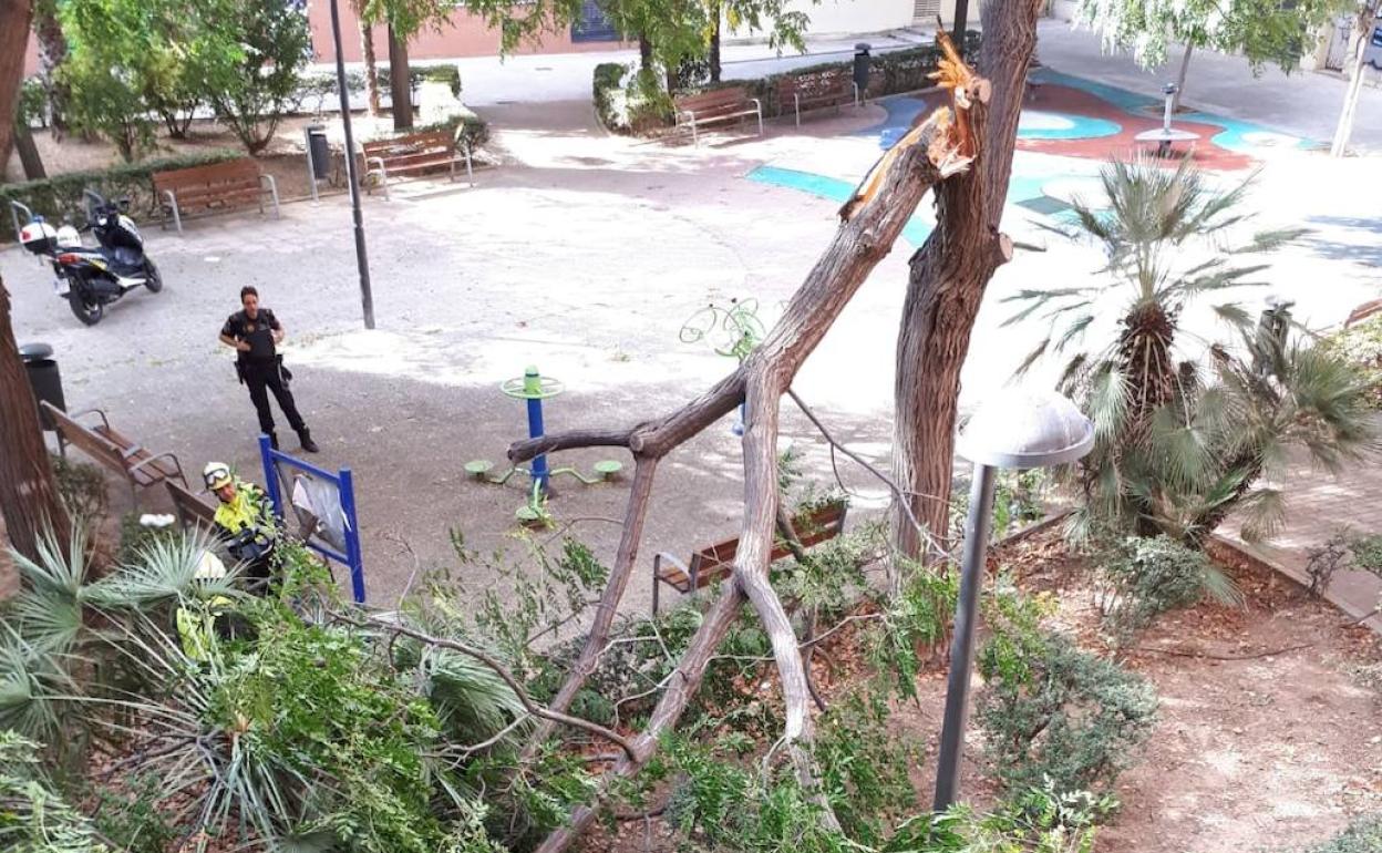 Árbol caído en la calle Poeta Durán y Tortajada. 