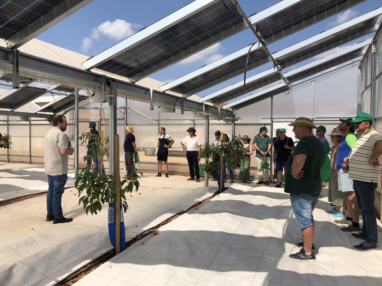 t Agrovoltaica. Varios agricultores atienden las explicaciones en un invernadero de Inderen en Picassent que combina cultivos agrícolas (tropicales) bajo paneles solares que generan electricidad. cb