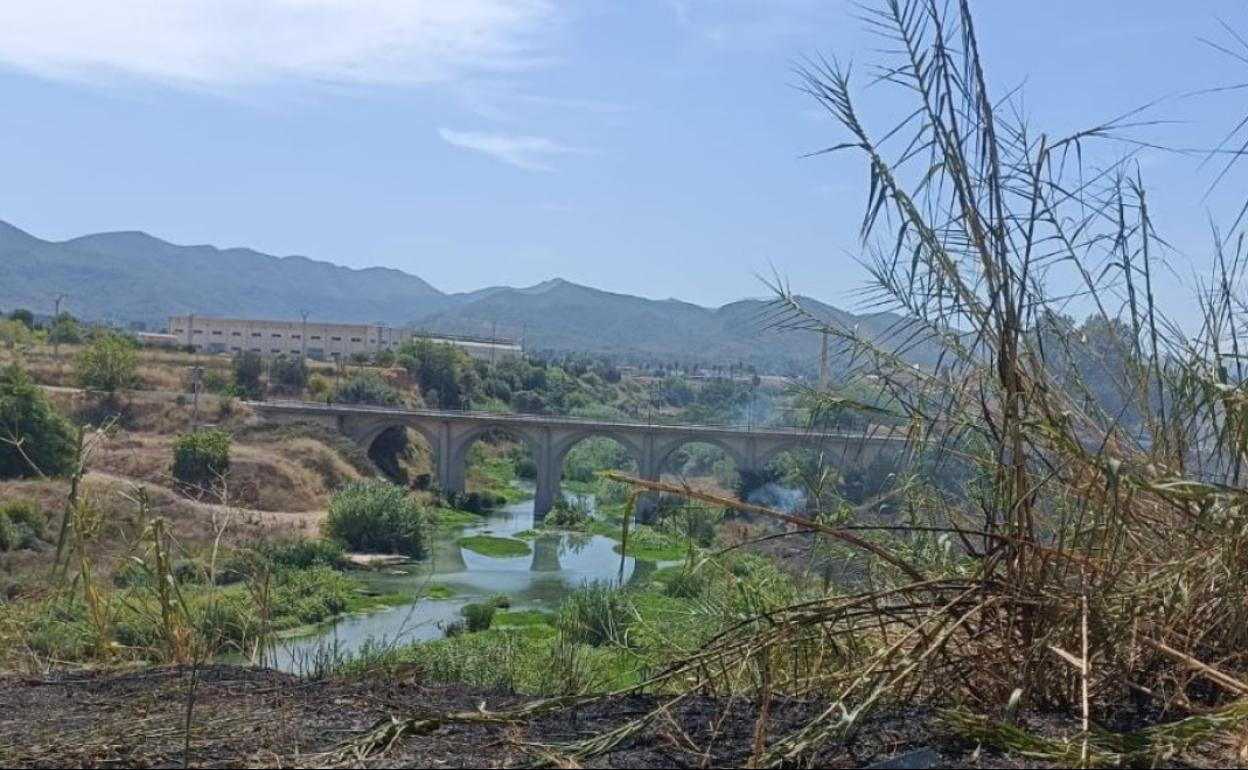 Zona de cañar en la ribera del Canyoles en Canals que sufrió un incendio a principio de mes. 