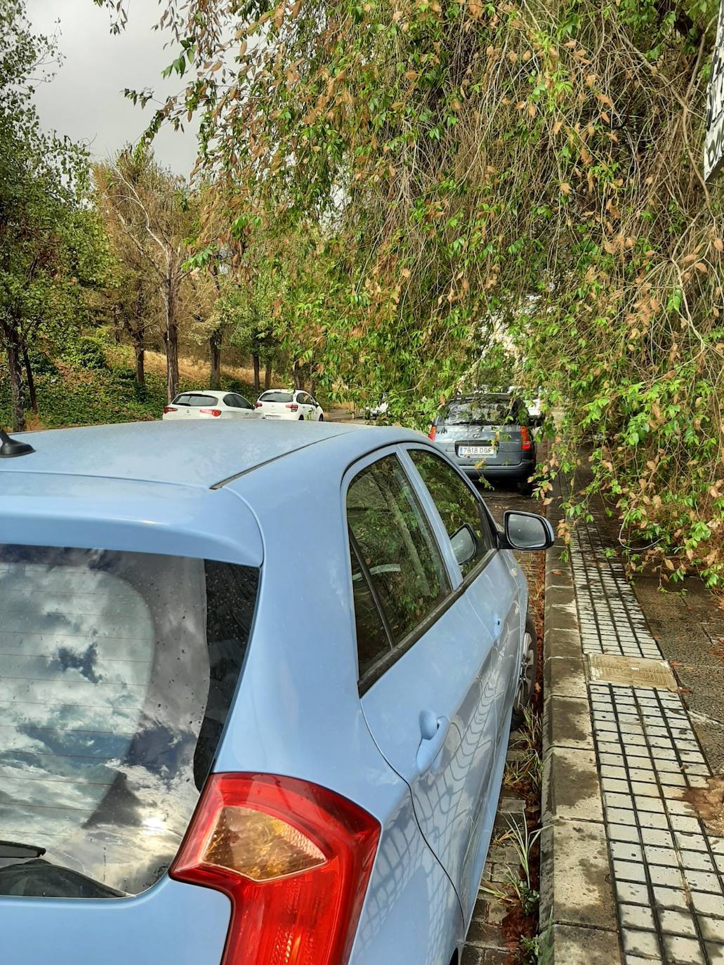 Fotos: El abandono se extiende por las calles de Cruz Cubierta