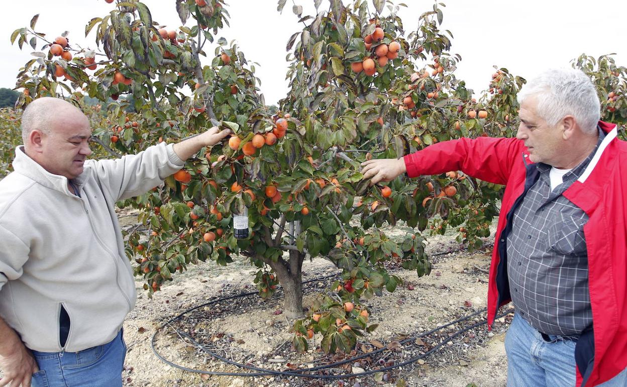 Dos agricultores muestran un cultivo afectado por la falta de agua. 