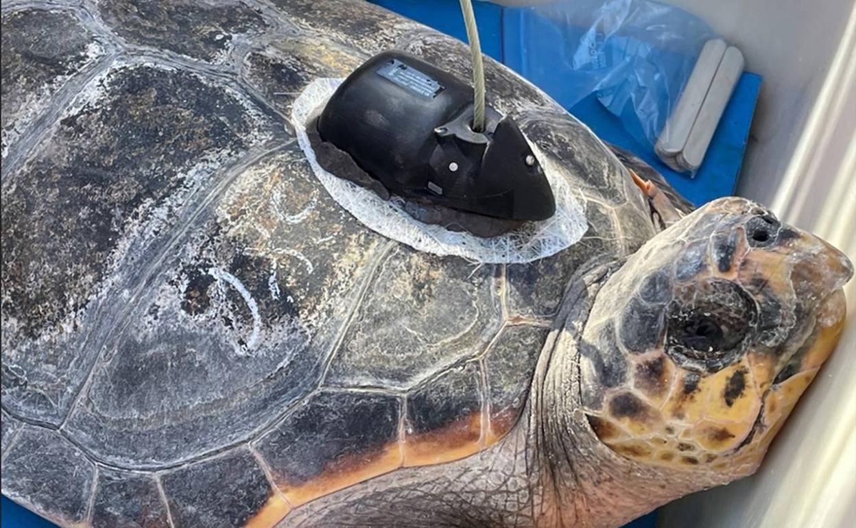 La tortuga Estrella con el GPS antes de regresar al mar. 