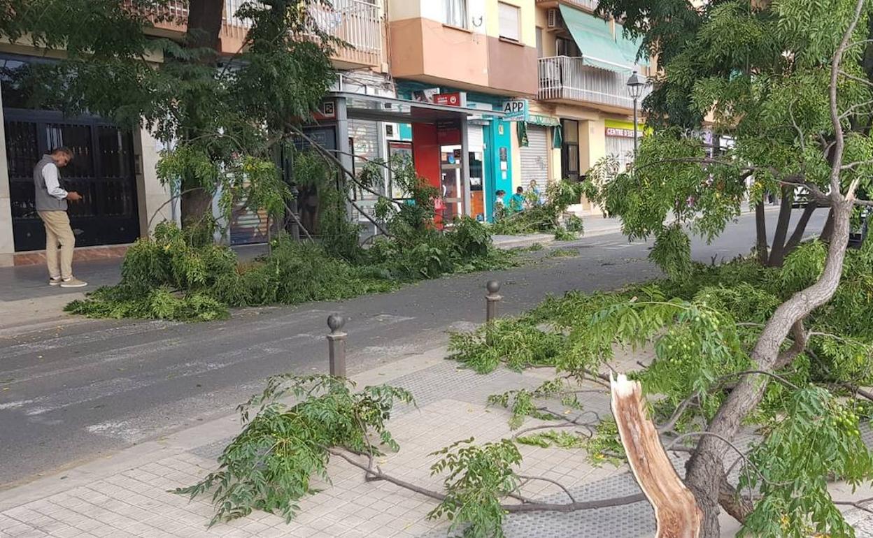 Caída de ramas de una melia, en la calle José Andrés Alabarta de San Isidro. 