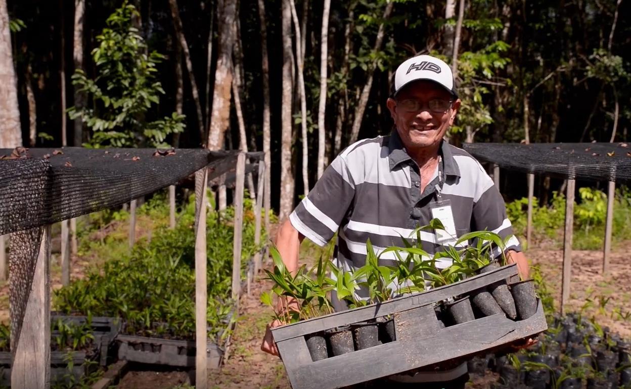 Proyecto de reforestación Jari Pará REDD+ en Brasil 