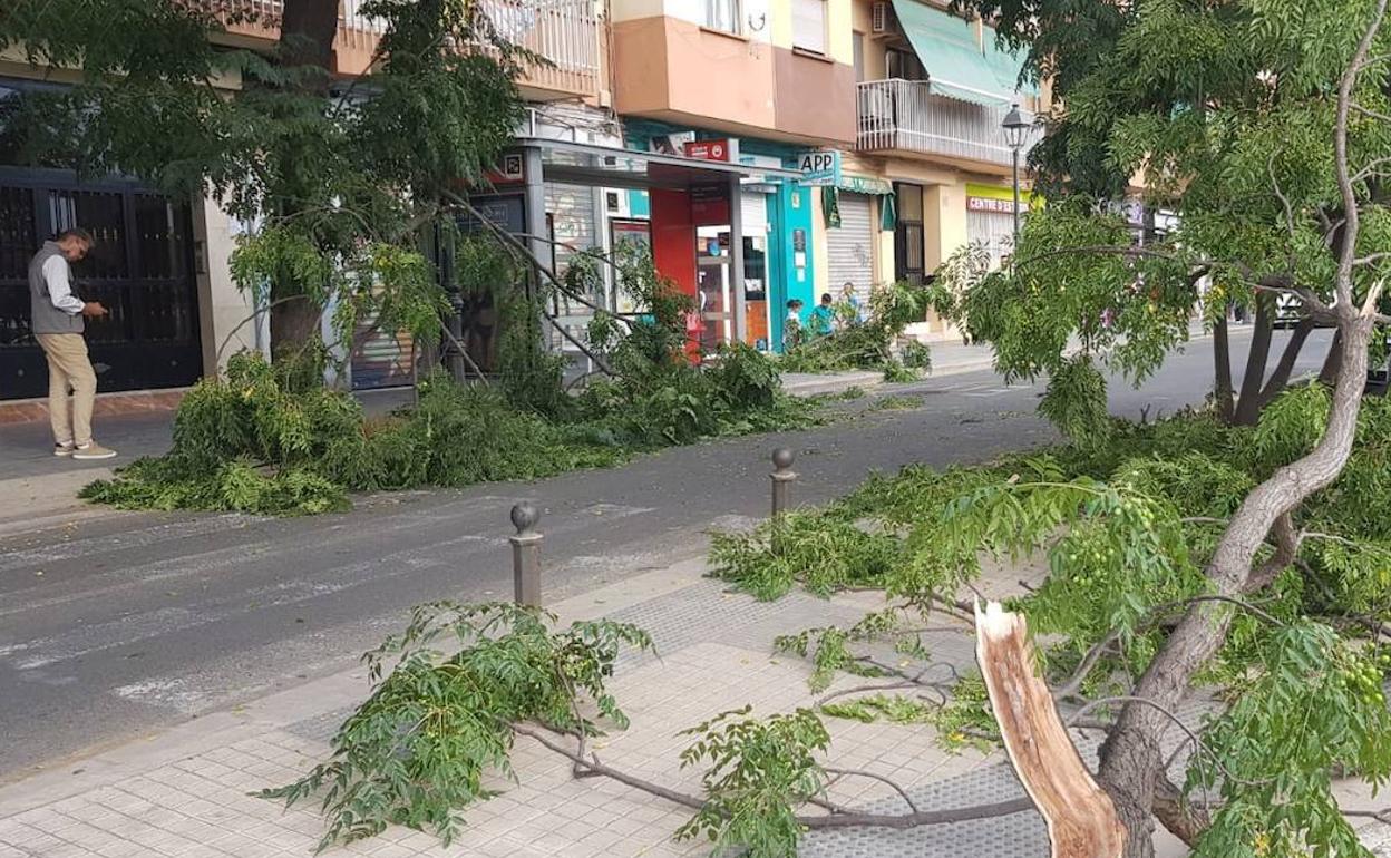 Ramas caídas la pasada semana en la calle José Andrés Alabarta de San Isidro. 