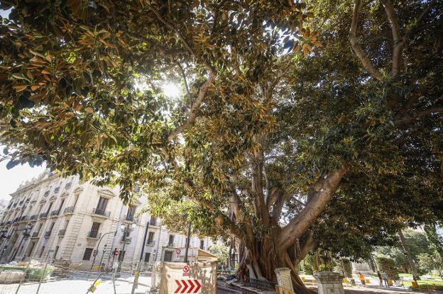 Campillo asegura que el ficus destrozado del Parterre sobrevivirá