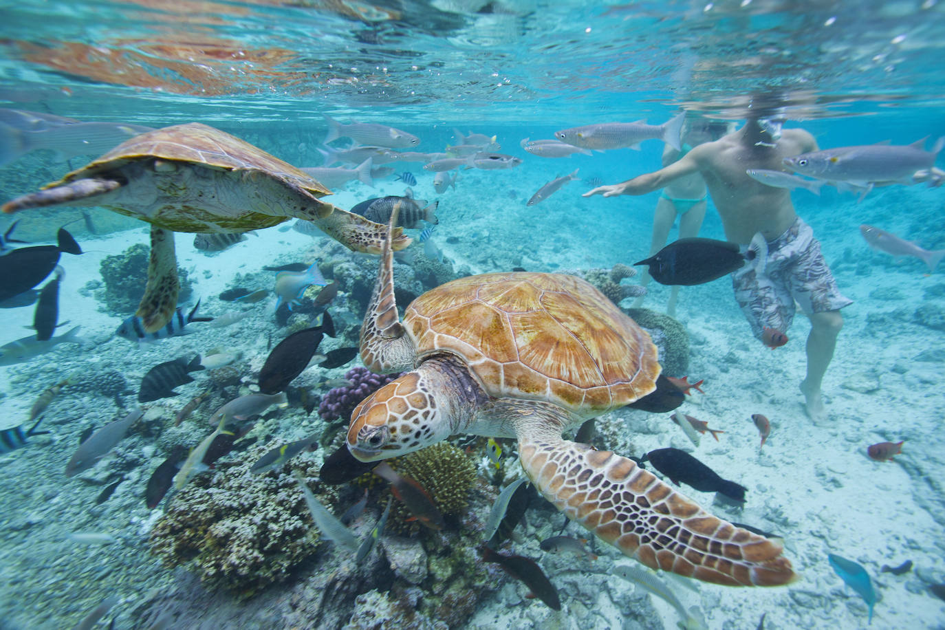 Fotos: Bora Bora, el tesoro de la isla turquesa