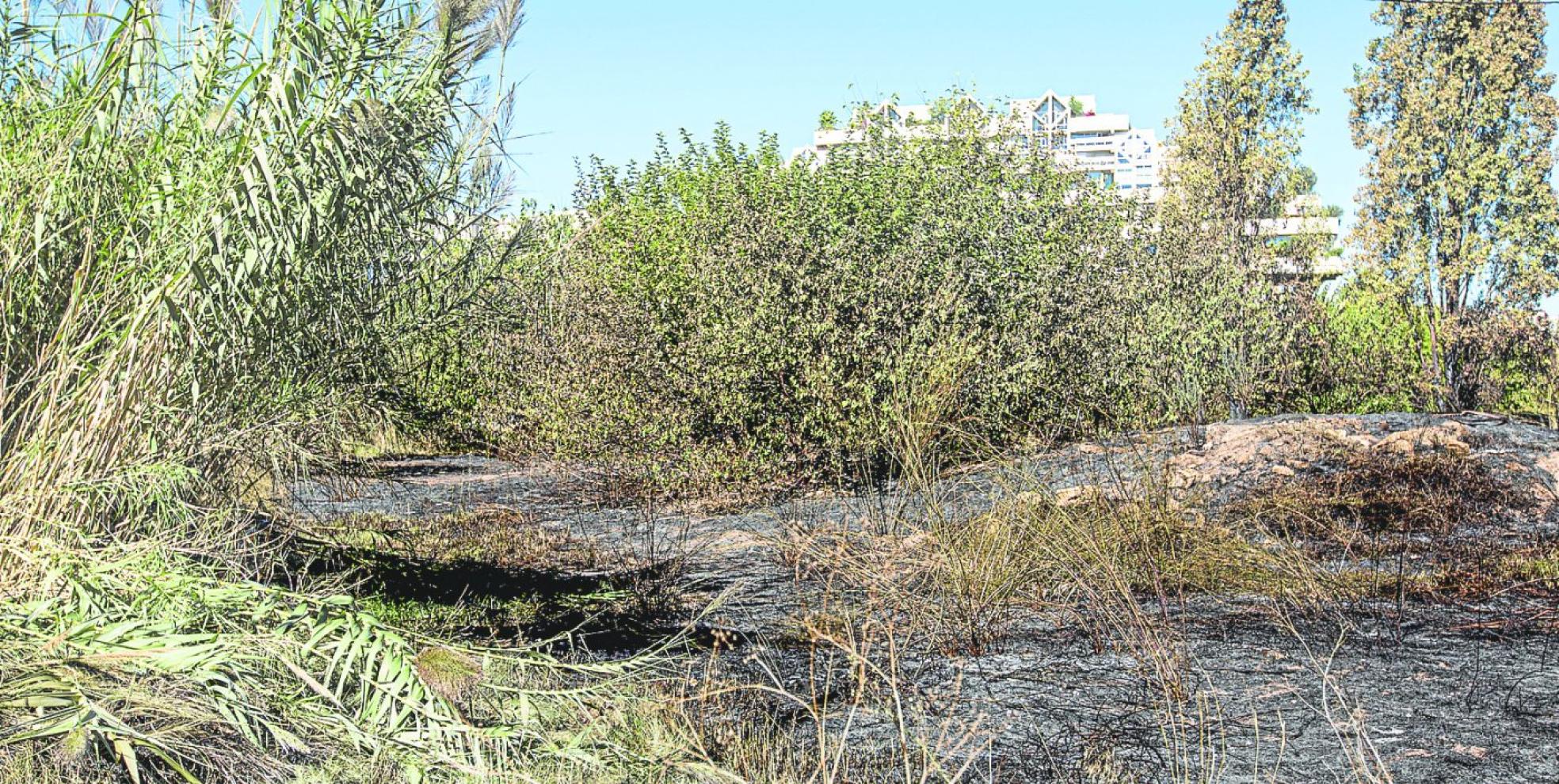 Incendio.
Una parte de la zona
incendiada junto a la
ronda norte. damián torres