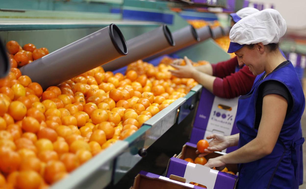 Almacén de naranjas en Godelleta. 