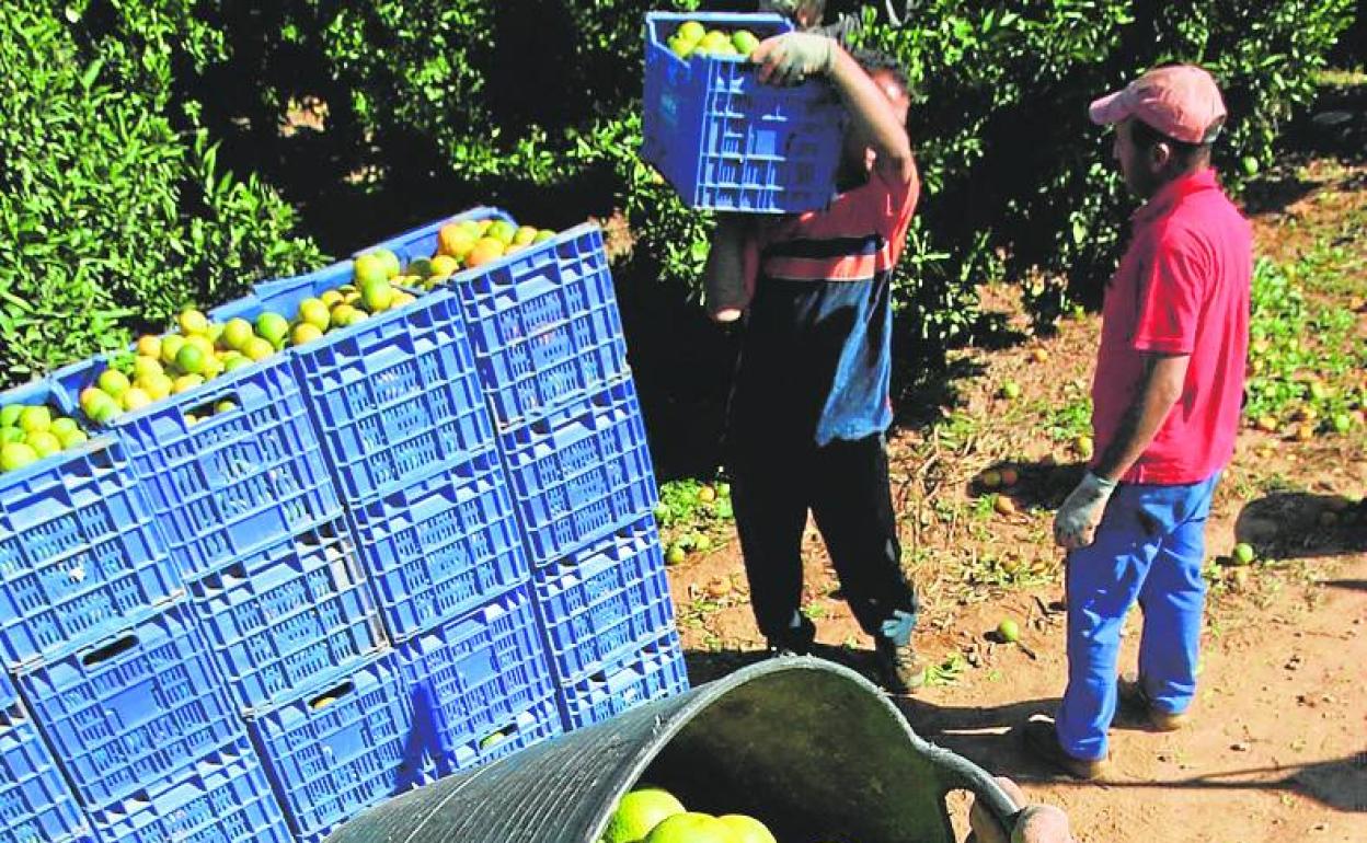 Naranjas de Israel | El lobby judío divide al campo valenciano en su lucha contra los cítricos de Israel