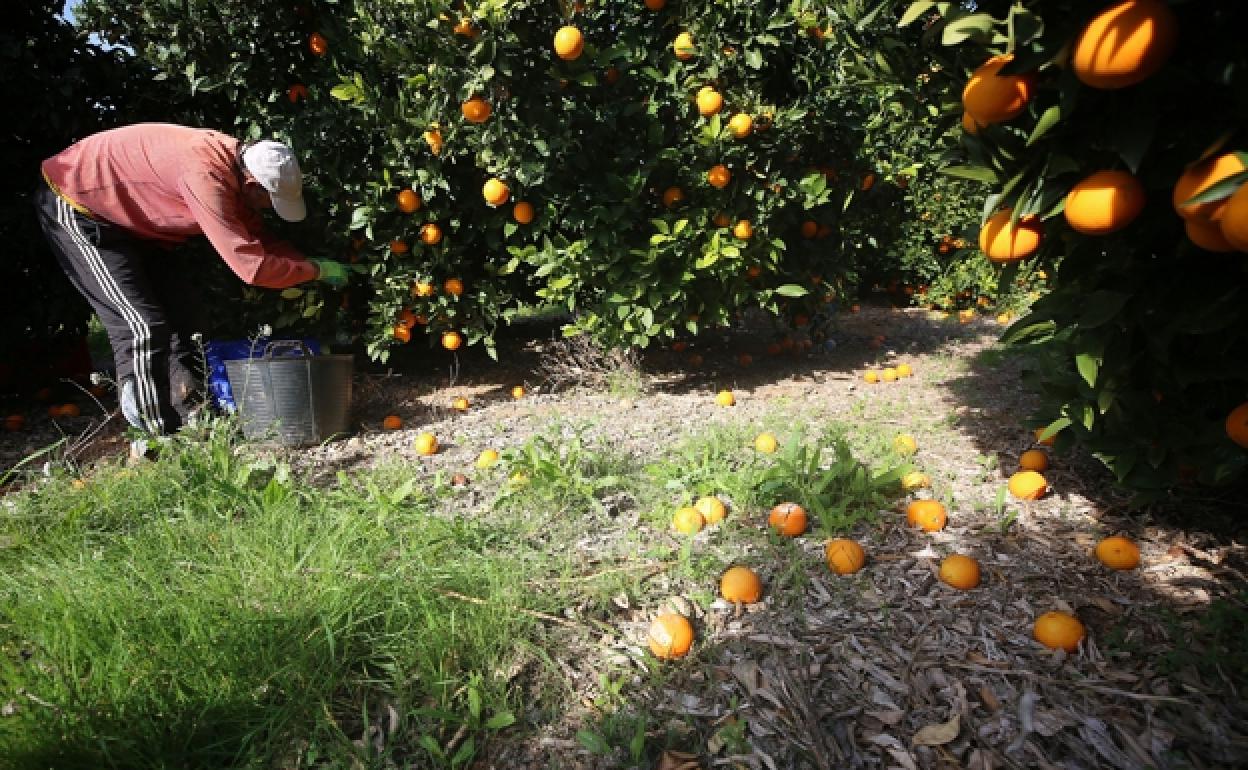 Naranjas valencianas | Aún quedan naranjas antiguas sin registro oficial para ser cultivadas