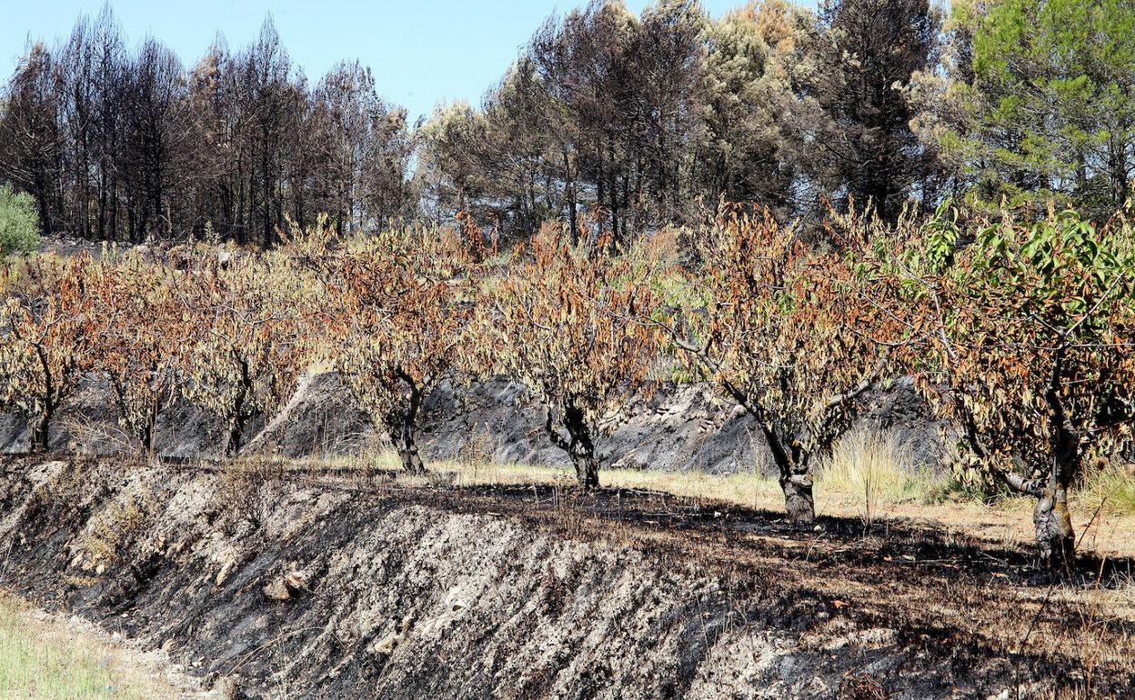 Campos afectados por el incendio que se declaró a mediados de agosto en la Vall d'Ebo. 