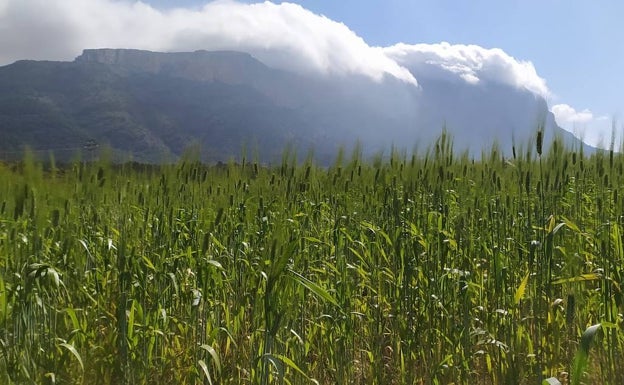 Imagen principal - Arriba, paisaje verde de 'blat' en la Marina. Abajo, el restaurante Ca Aleix en Xàbia. A la derecha, Toni Marí, el escultor que tiene su taller junto al restaurante. 