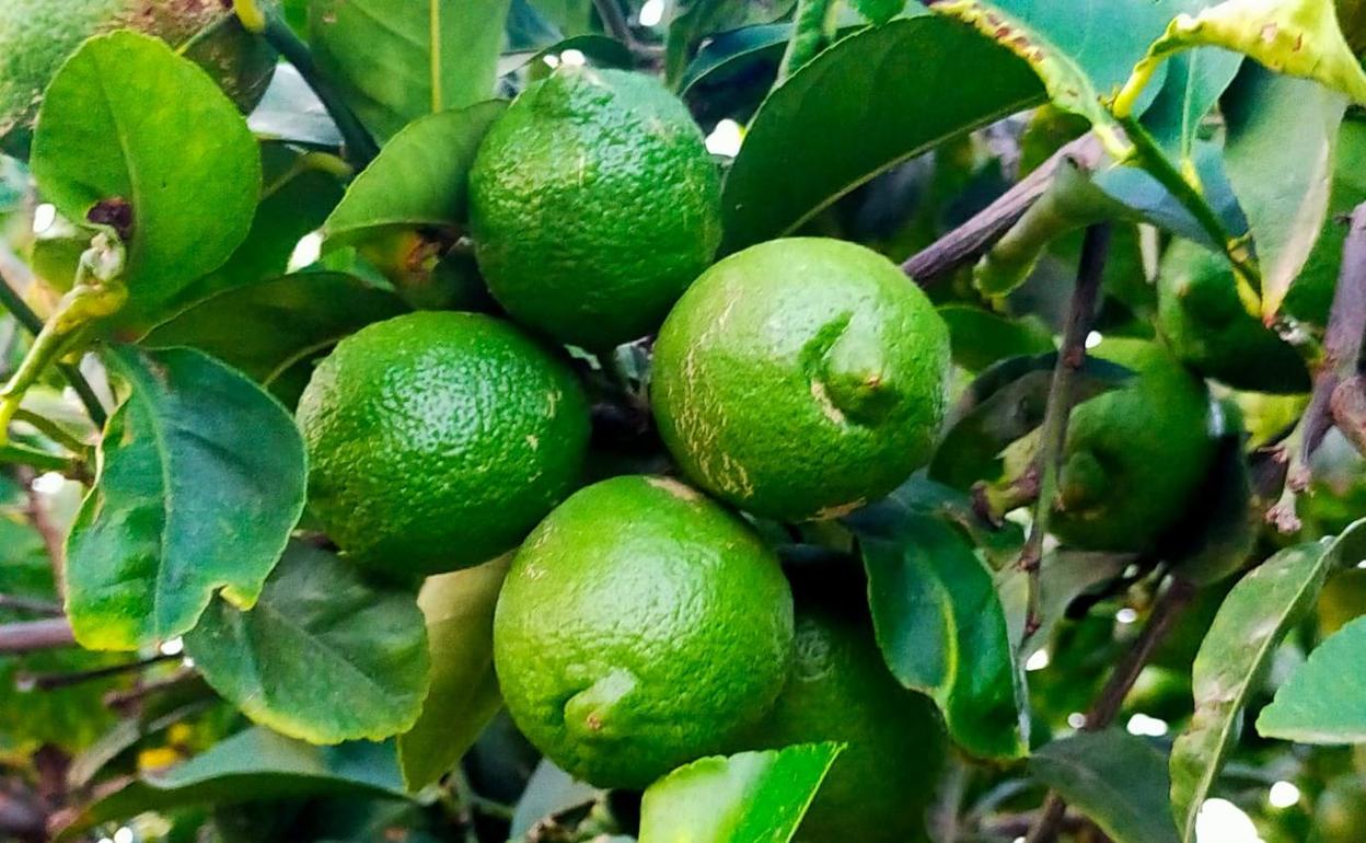 Limoneros en el campo alicantino. 