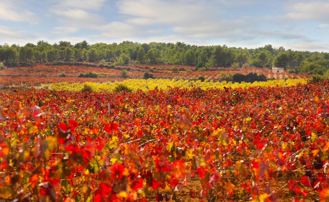 Otoño de enoturismo, astroturismo, turismo activo y de naturaleza en Tierra Bobal