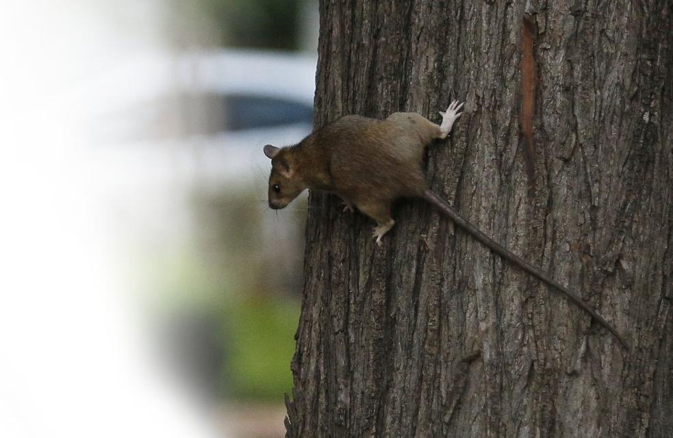 Plaga de ratas y cucarachas en Valencia | Valencia, cuando las plagas  llegan a todos los barrios | Las Provincias