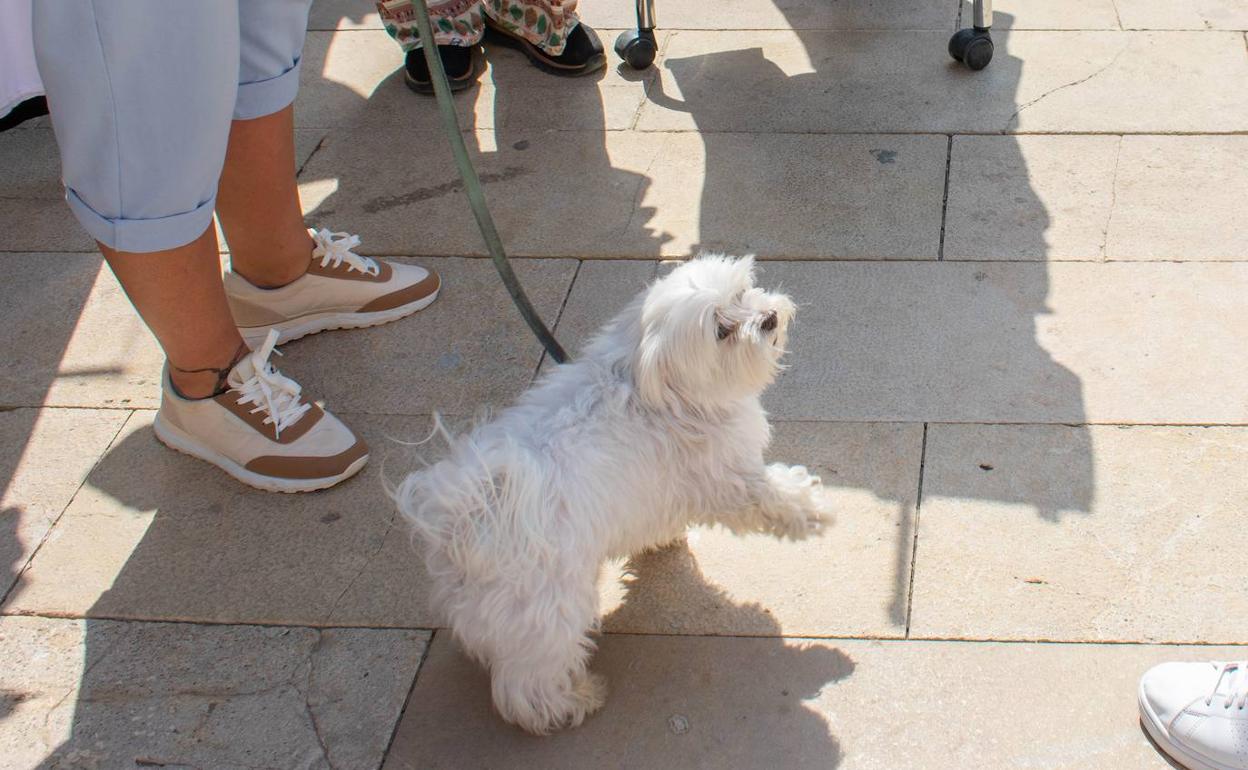 Una mascota que acude con su propietario a por el bono. 