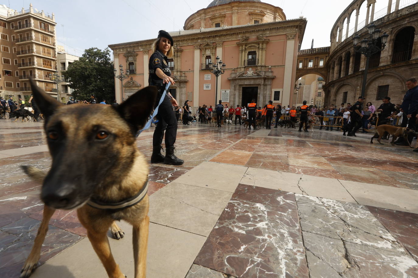 Fotos: Exhibición de unidades caninas de policías y bomberos en la plaza de la Virgen