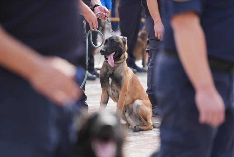 Fotos: Exhibición de unidades caninas de policías y bomberos en la plaza de la Virgen