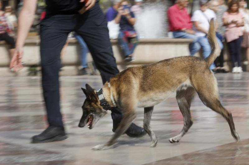 Fotos: Exhibición de unidades caninas de policías y bomberos en la plaza de la Virgen