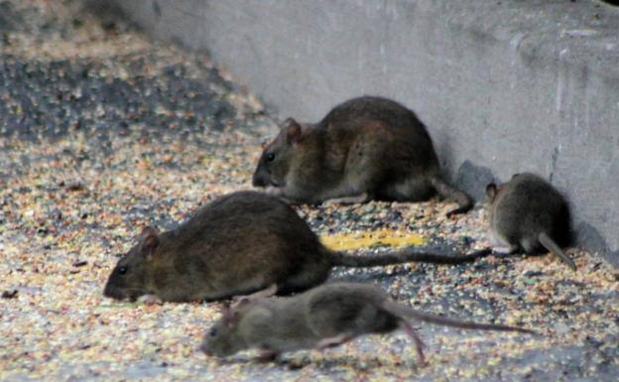 Unas ratas en la calle.