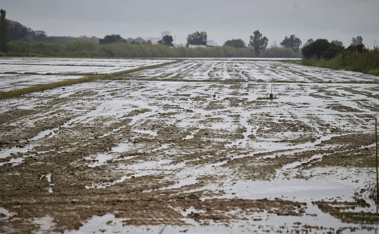 Campos inundados en la Albufera. 