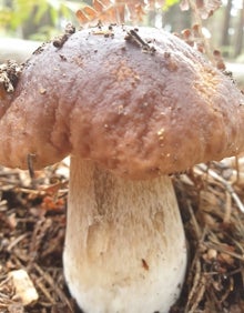 Imagen secundaria 2 - El manjar de otoño que aguarda en el bosque