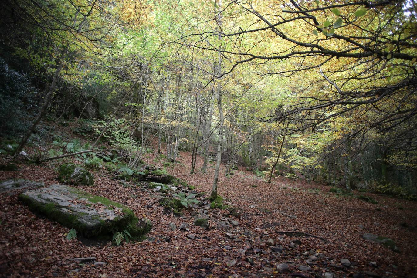 Fotos: Un paseo de cuento por un bosque de hayas