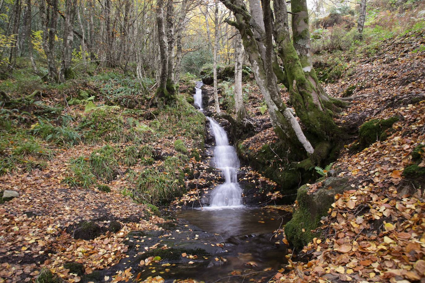 Fotos: Un paseo de cuento por un bosque de hayas