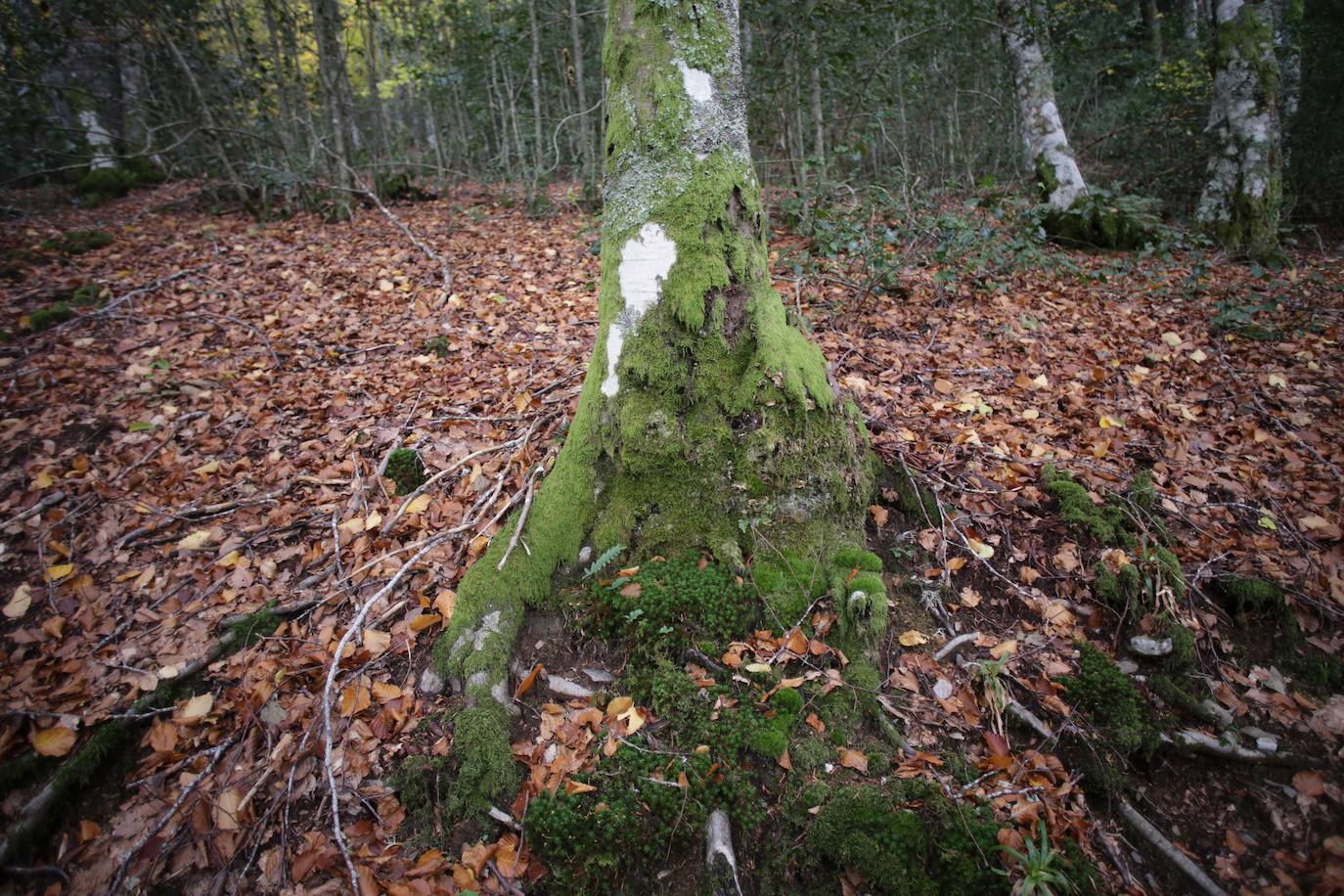 Fotos: Un paseo de cuento por un bosque de hayas