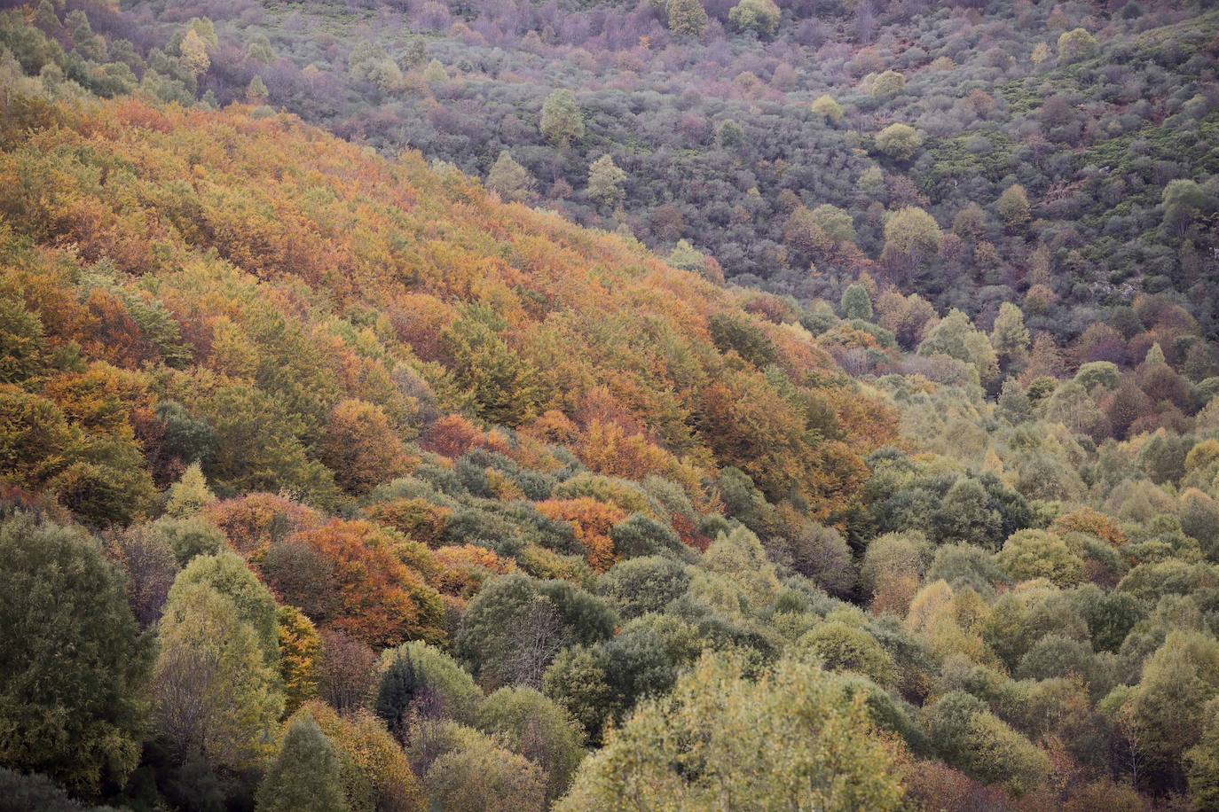 Fotos: Un paseo de cuento por un bosque de hayas