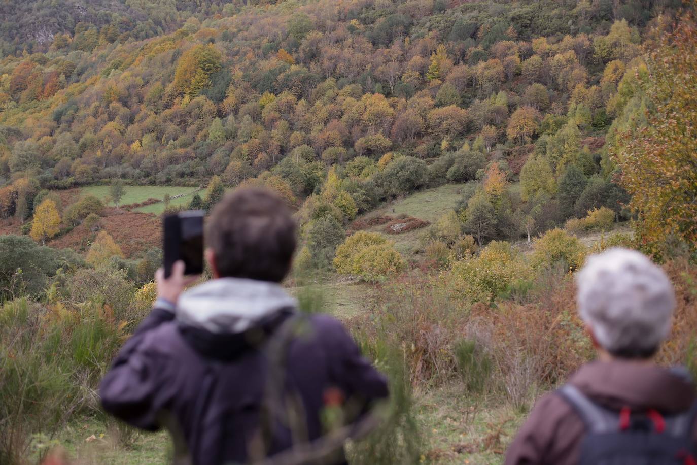 Fotos: Un paseo de cuento por un bosque de hayas