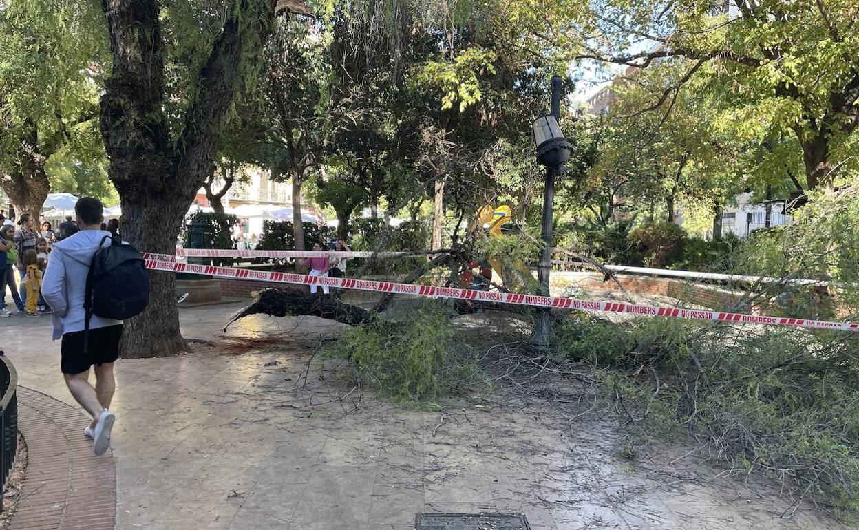 Un joven cruza frente al parque infantil, con la rama caída, este domingo.