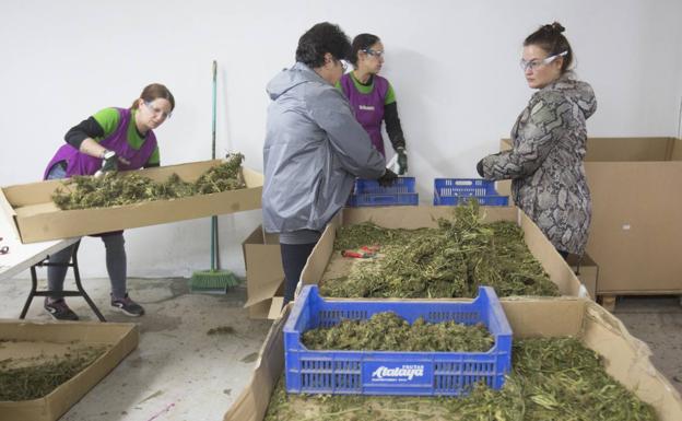 Trabajadores de E-Canne Farming. 